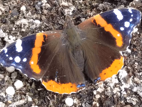 Item #98679578177621649628089872010712381059223698631184272161596299659746784313345 Media