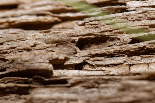 Item #47344123980109973813634142770242239438764360713225161879961011949470111236097 Media