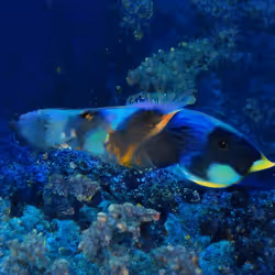 93923887731966639760197662534300547726212510779526051617655967267835145617409