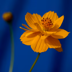 Flower art