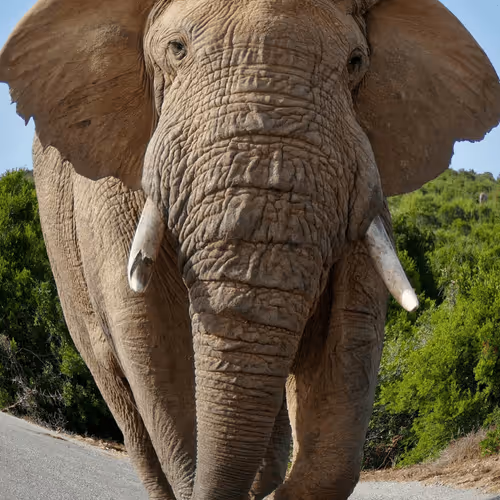 Item #24473209154447979220678348830340627404068712113787429026229454969426367479809 Media