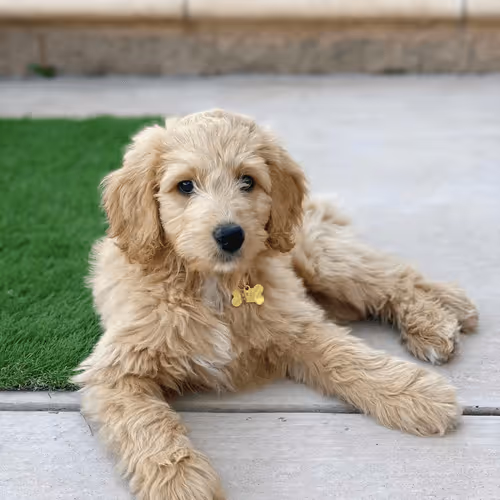 Three Month Brie