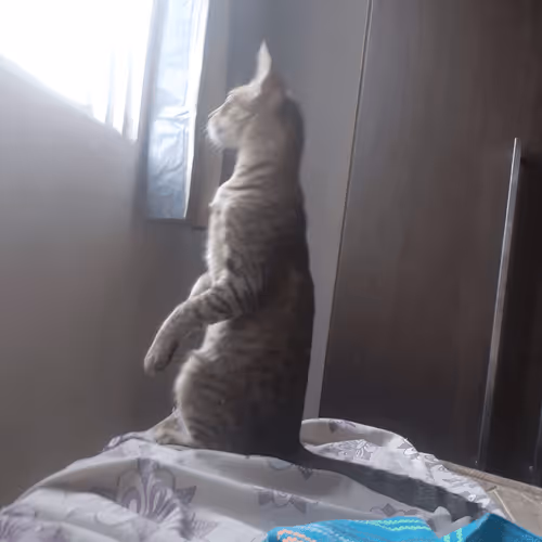 Item #4206968959528382267850550168117913088191590325513865346546053365951922962433 Media