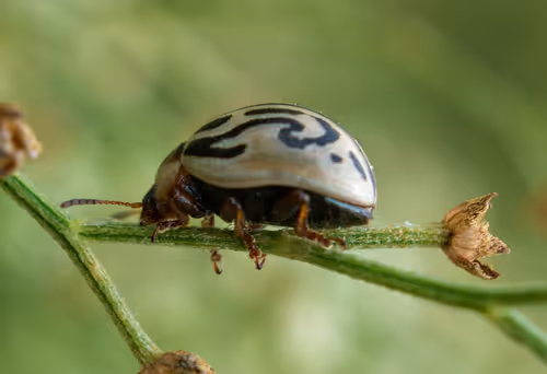 Item #81039049813216597257953829520223769972049979763513540310904561861669058248705 Media