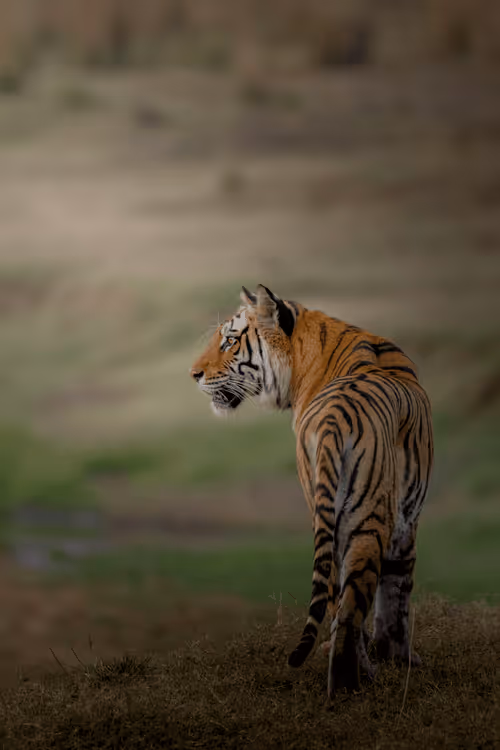 Item #61684684013370051227163866082320023750896296023852719411798081155609242108054 Media