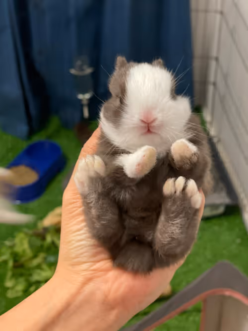 Item #54593652383459731767777383320415424164820202733853921615926635509028661231617 Media