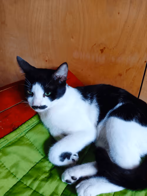 Item #89331665747570926078978904565151837822788080939742704876963867108403012698113 Media