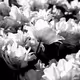 Northern Bloom