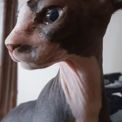 sphynx foto