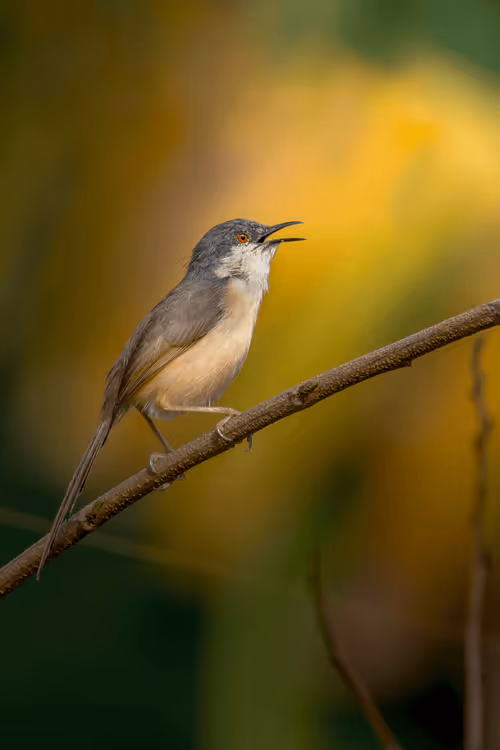 Item #61684684013370051227163866082320023750896296023852719411798081153410218852502 Media