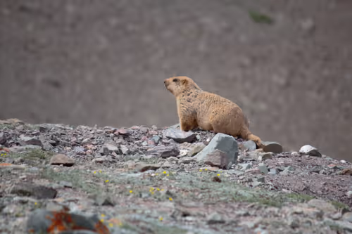 Item #3233823074399359610970953084722568434764563252235114872388184741766131351553 Media