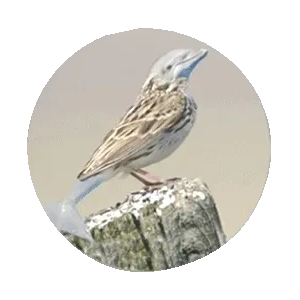 35050624586134779551907097094684509425414576122780354967002837443575696850945