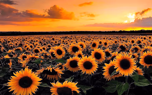 Item #57500777146630575946577095309021128773134385874289132035968473368000301367297 Media