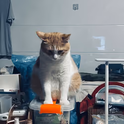 king of cat 