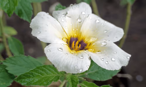 Item #15865915899171171774737831859124075338871041403581464105966369593355954814977 Media