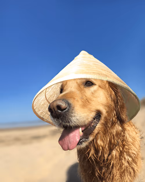 Item #26839399415497039076862880694069072006331525189107682525417321735706575372289 Media