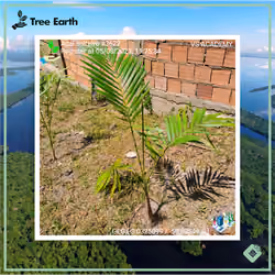 Açaí-solteiro[Euterpe precatoria Mart.] - Plant Certificate #3622