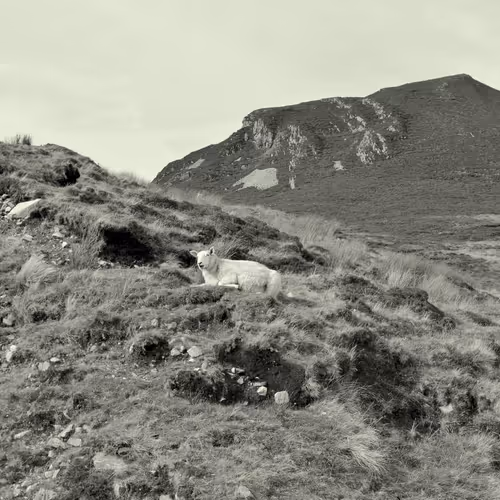 Irish Tranquility and a sheep