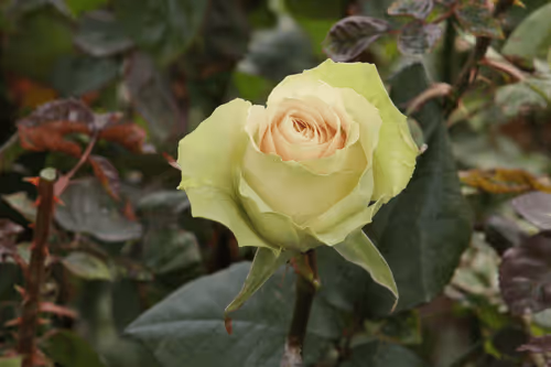 Item #68327891815088974381680309106564733444446266155657330601700582136985157632001 Media