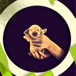 Green puppy