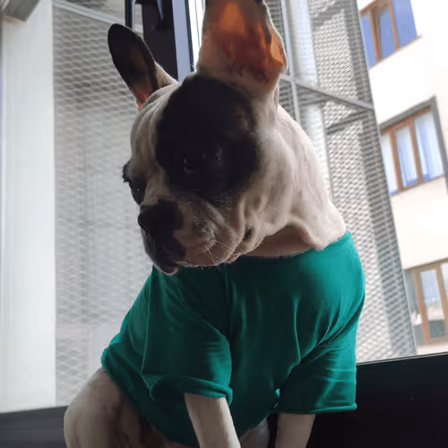 Untitled Collection #27486110