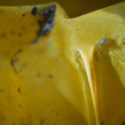 Yellow Plastic Beauty 1