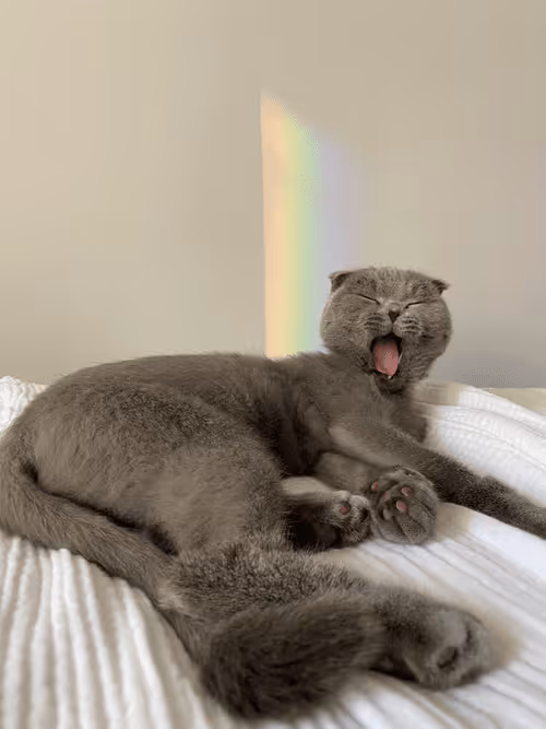 Item #71751047679511305985011817054352364605504148284906352718983005694647381000193 Media