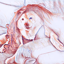 Nice looking lady shiba