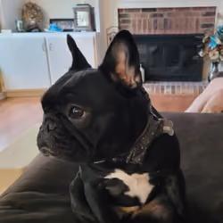 Diesel the French Bulldog #10