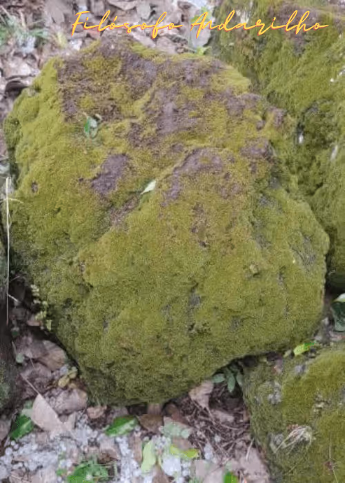 Item #42165497215799268651933513800091680414625417379712449060150831233025540358145 Media