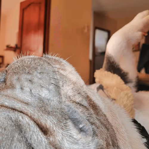 Item #32237202173720727343948986965561335091197107318394763909165930966013748183041 Media