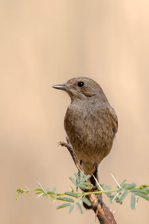 Item #61684684013370051227163866082320023750896296023852719411798081150111683969174 Media