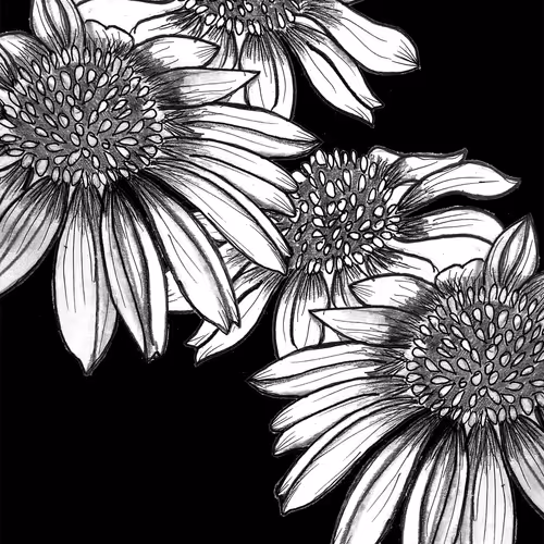 Daisies