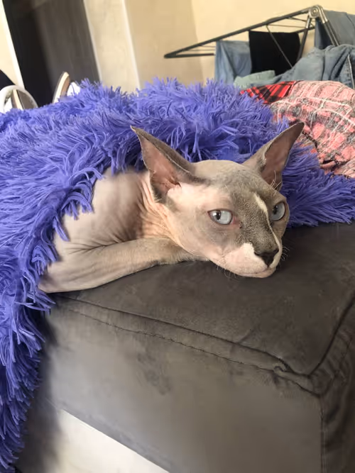 Item #91467919776805125201774788997551389612240577808120684440209088014680804294657 Media