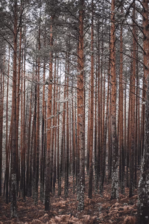 Item #2495895736977934974538012810056584036049628641576847568535508431920468852836 Media