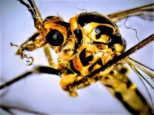 Item #93710992369115290616315574377409390638685452572626930288110069096757082457064 Media