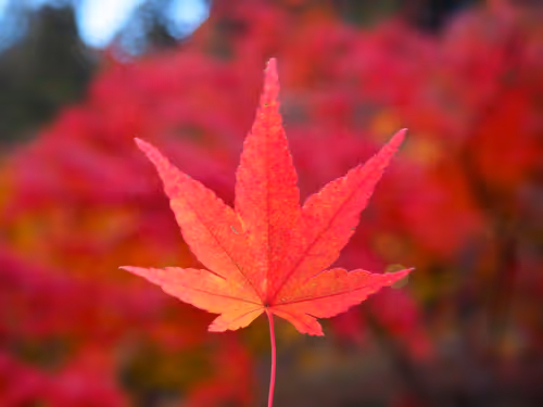 Item #109856220298400902651076580767902450481001671145135042895744925557400063180801 Media