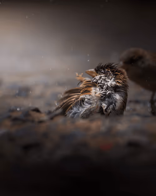 Item #61684684013370051227163866082320023750896296023852719411798081178698986291350 Media