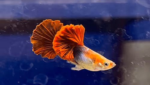 Item #81032937518726781130427896739408939347327063862450356405897967553516757057537 Media