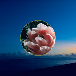 SakuraMoon#71-Yoake