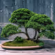 world bonsai Bonsai collection