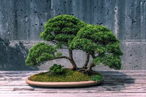 Item #104496985584808197411299000803927756186977529206466580863662692683439514058753 Media