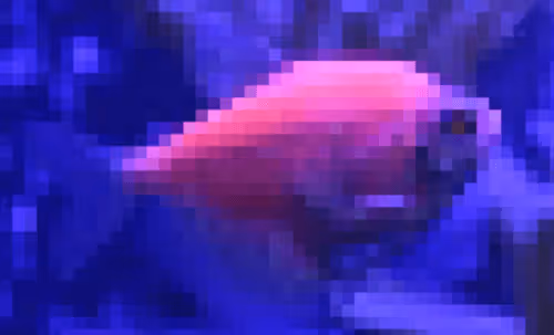 Item #55297223282317197917185791022658401724226762533250968792427961172794722484225 Media