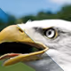 60839276870702459536115980663435026977207856631347422568339333208690034475009