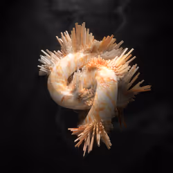 77898949108547955850781157610654916283937467032158407396598647681937798332417