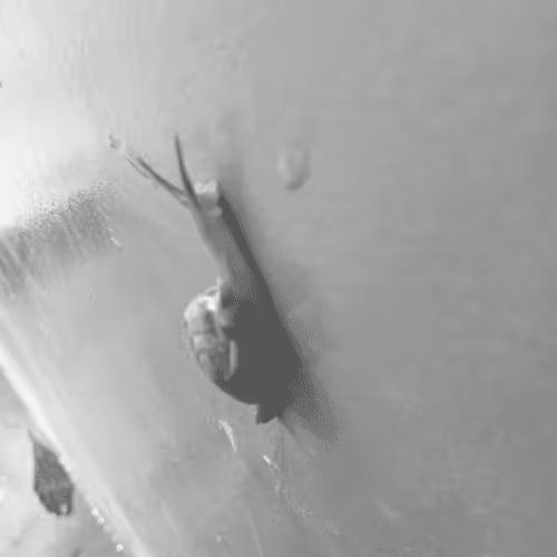 Item #15145758837944751010795401880778526086929429443906668921578374780316043706383 Media