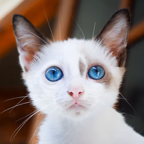 Item #4944351917306226202826790057183461660186678433257338824528786320535746248705 Media