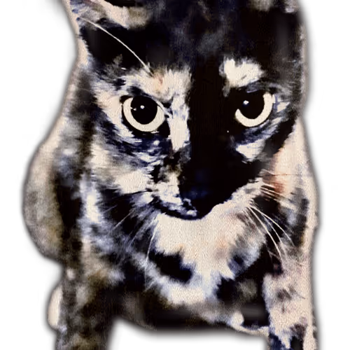 Untitled Collection #11578352