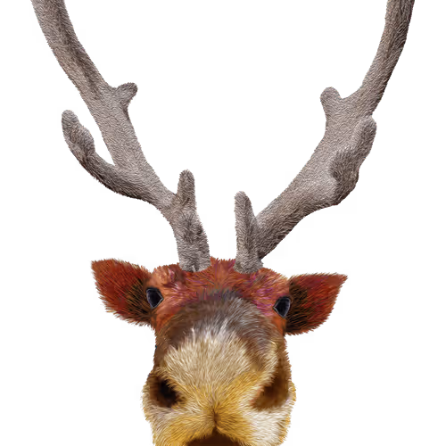 Reindeer (Rangifer tarandus)