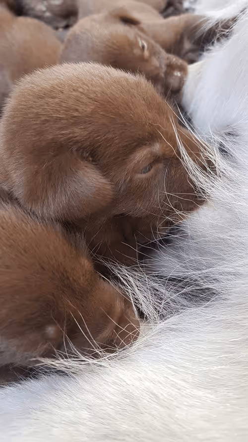 Item #68308237453051749473654171100707299861542778118876328570446620204629267316737 Media